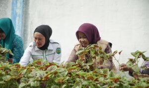 Panen Bayam Perdana, TP PKK Luwu Tunjukkan Contoh Pemanfaatan Lahan Pekarangan