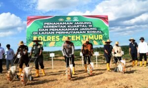 Polres Aceh Timur Dukung Ketahanan Pangan Lewat Penanaman Jagung Serentak di Seumanah Jaya
