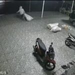 Viral, Video Satu Karung Kacang Panjang di Balandai Palopo Digondol Maling