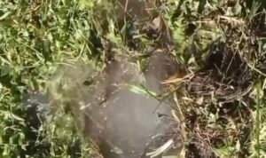 Kebocoran Pipa Air Baku di KM 17 Battang, Perumda TM Palopo Imbau Warga Terdampak Menampung Air