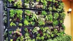 Cara Membuat Taman Vertikal Sederhana Di Dinding Samping Rumah Yang Masih Kosong