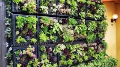 Cara Membuat Taman Vertikal Sederhana Di Dinding Samping Rumah Yang Masih Kosong